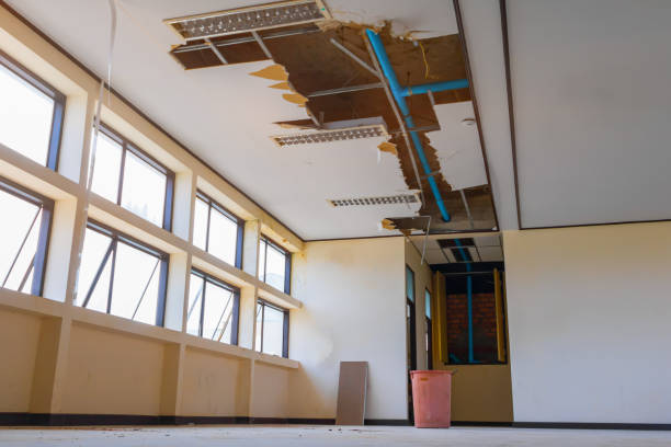 Best Mold removal after water damage  in Forestville, OH