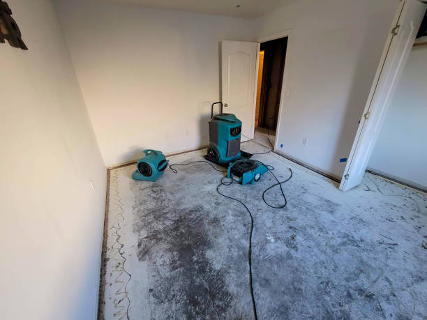 Best Professional water damage repair  in Forestville, OH